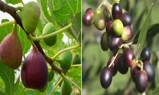 Buah Tin dan Zaitun