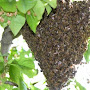 ugmenter nombre colonie abeilles