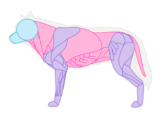 MUSCULATURA CANINA EM PDF