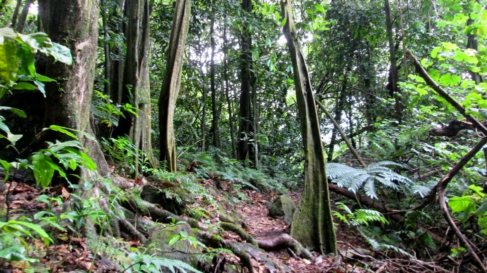 Forêt de mape en Polynésie