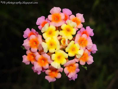 Lantana Camara