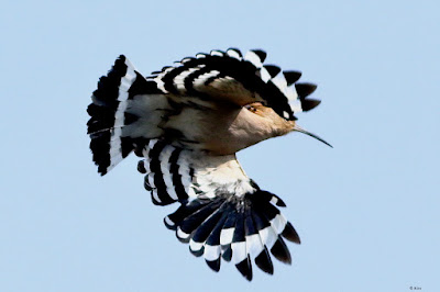 "Eurasian Hoopoe - Upupa epops, uncommon taking off."