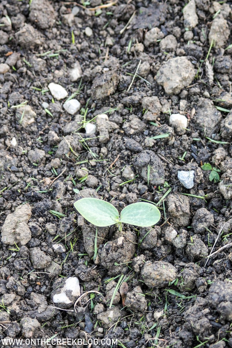 Planting pumpkins in the garden | On The Creek Blog