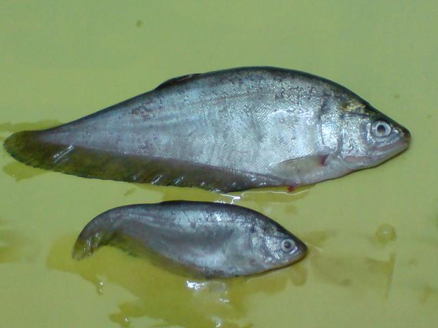 Sang Aruna Ikan Sungai Kalimantan