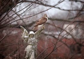 Immature red-tailed hawk perched on an angel's wing.