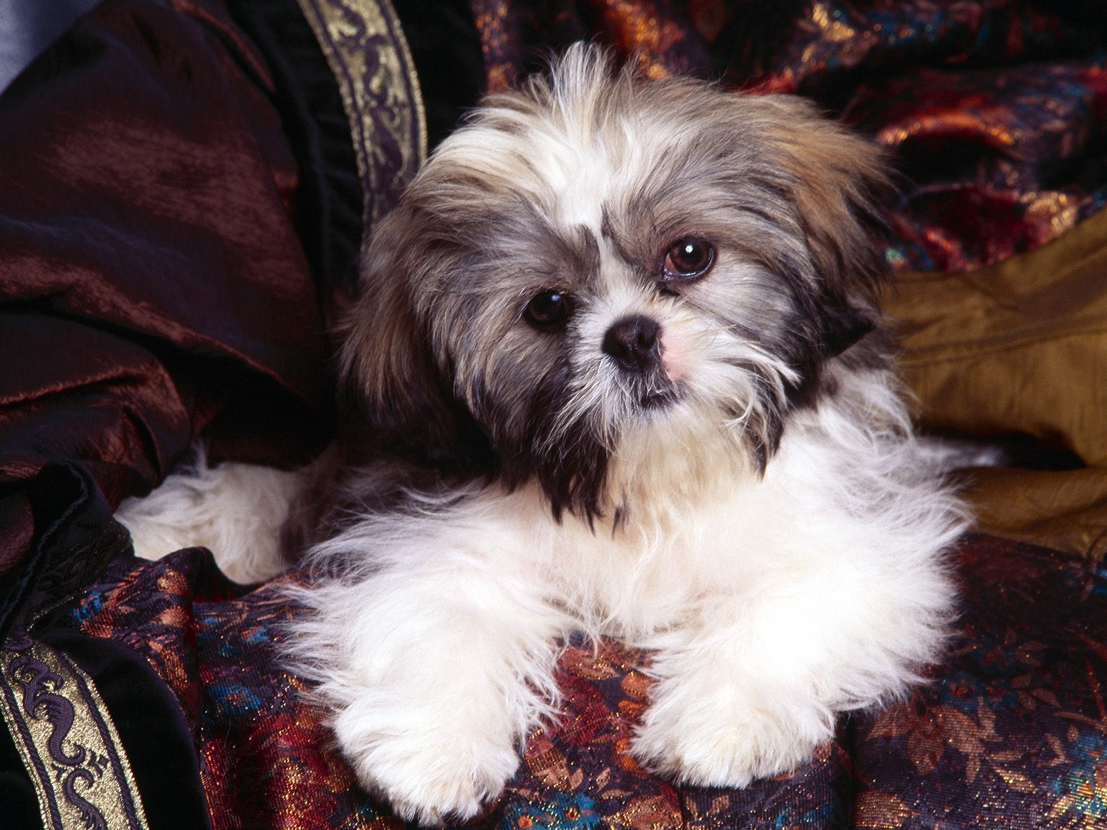 Cute Dogs: Shih Tzu