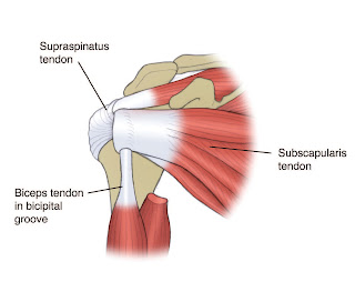 Subscapularis Diagram - El Paso Chiropractor