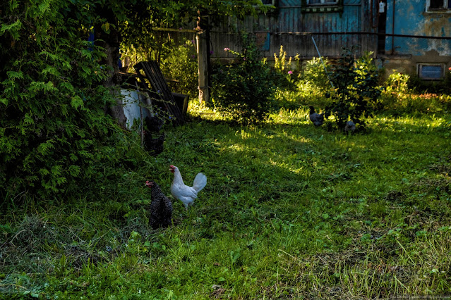 Куры на лужайке