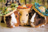 #6 Guinea Pigs Wallpaper