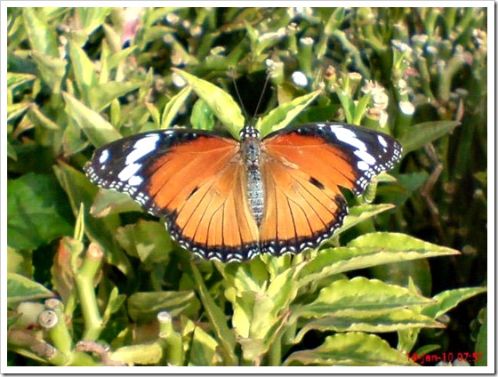 Kupu-kupu Danaid Eggfly atau Mimic (Hypolimnas misippus) betina