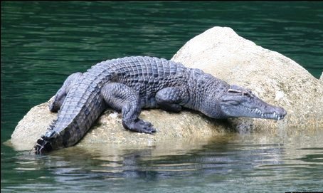 Philippines Crocodile