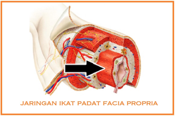 BIOLOGI GONZAGA JARINGAN  PENYOKONG  HEWAN 