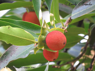 Indian Persimmon - Diospyros embryopteris