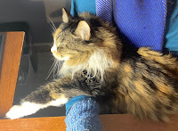 A sleeping calico cat is shown in profile, with one paw outstretched.