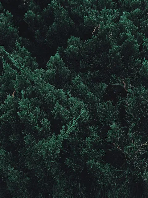 Nature Wallpaper,Nature,Background,photo,image,hd wallpaper,wallpaper,khalisawallpaper.