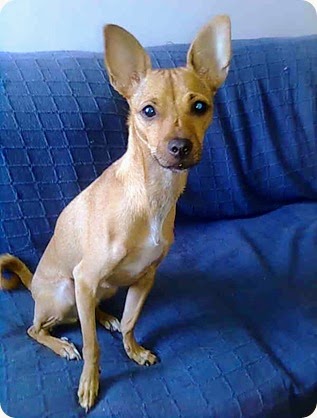 Bambi blue 2
