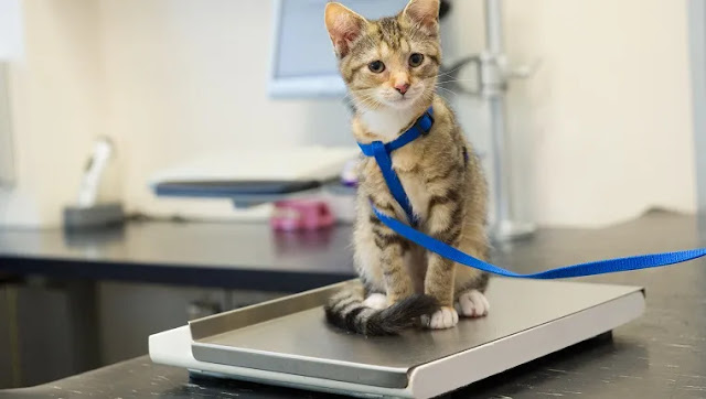 is my cat too skinny