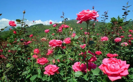  tetapi juga memiliki manfaat dan khasiat bagi kesehatan anda Manfaat & Khasiat Bunga Mawar: Cantik di Luar, Cantik di Dalam