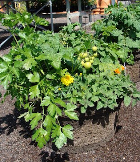 Container vegetable and herb garden at Hillermann Nursery & Florist