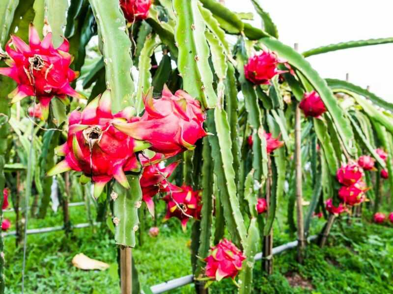 How to care dragon fruit
