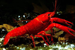 Mengenal Karakteristik Lobster Air Tawar Beserta Ciri Cirinya