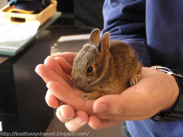 Small bunny.