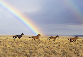 wild-horses-1501438515Wt4.jpeg