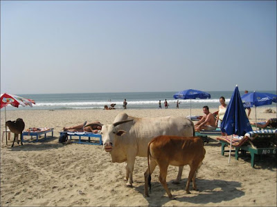 Luxury Holidays on Luxury Holidays In Goa  India   Damn Cool Pictures