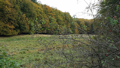 Sumpfgebiet im Nationalpark Jasmund