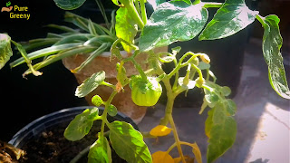 How-to-grow-cherry-tomatoes-from-seeds-indoors