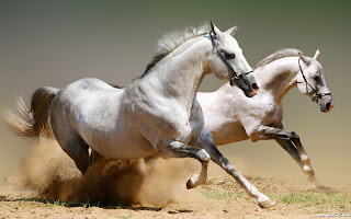 Wild Horses images