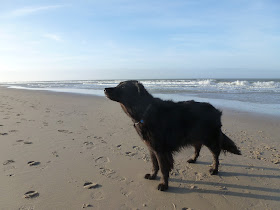 Wilka, een zwarte kruising Oudduitse herder met golden retriever, staat statig op het strand. Haar kop richting de strandopgang, vanaf de zijkant verlicht door de zon