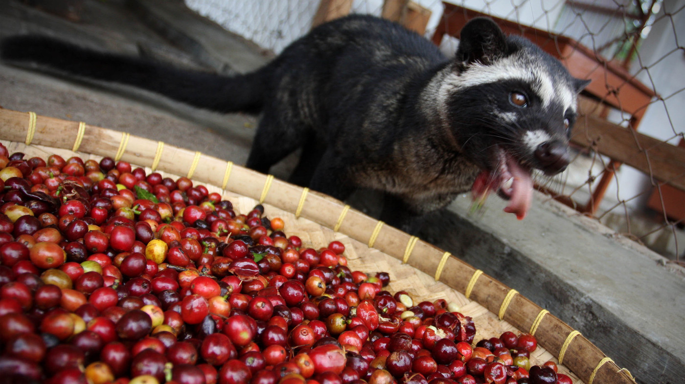 Kopi Luwak Termasuk 6 Makanan Termahal Dunia