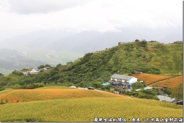 台東六十石山金針花海05
