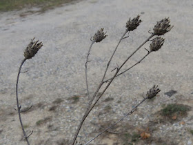 spotted knapweed seed heads