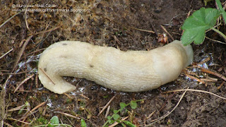 Limax (Limax) cinereoniger DSC83088