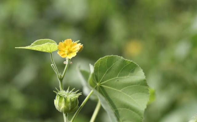 Indian Mallow Flowers