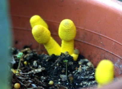 Houseplant Care Guides The Yellow  Houseplant Mushroom  Eww 