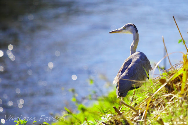 great gray heron