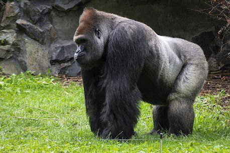 Mountain Gorillas is part of the strongest animals in the world.