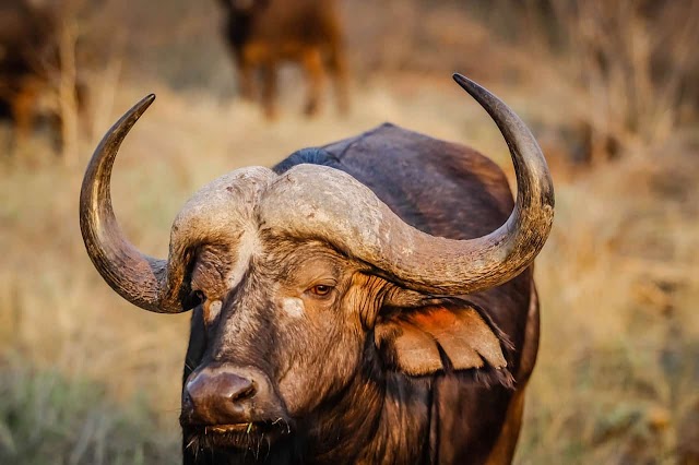 Seeing buffalo in dream islam | buffalo in dream meaning islamic interpretation 