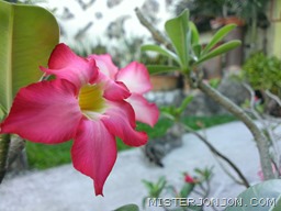 WP_20121130_058