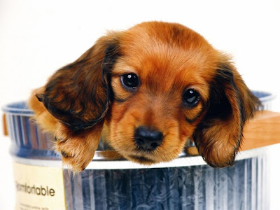 Cute dog breeds Seen On coolpicturesgallery.blogspot.com