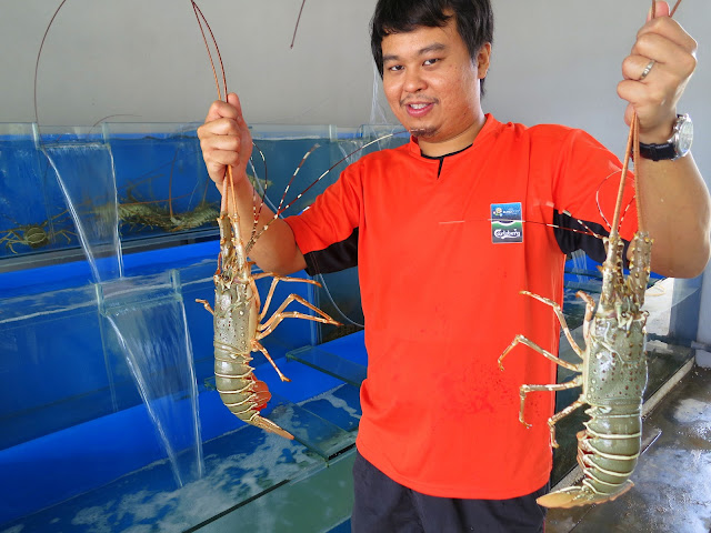 Lobster Sungai Rengit Pengerang