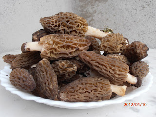 Une belle récolte de morilles, Morchella elata