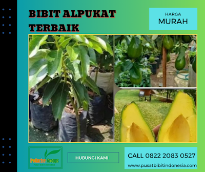 Tempat , Harga Biji Alpukat Per Kg, Bibit Alpukat Miki Jogja, Bibit Alpukat Miki Bersertifikat, Bibit Alpukat Miki Depok, Bibit Alpukat Miki Berbunga, Bibit Alpukat Miki Asli, Bibit Alpukat Miki Medan