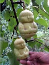Buah Aneh
