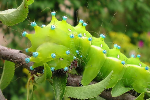 Los insectos de mi jardín IV (8 foto acercamientos o fotos tipo macro)