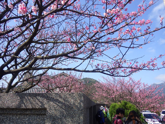 Pingjing St. Lane 42 cherry blossoms