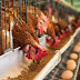 Gripe aviar: Vacunación obligatoria comenzará el 2 de mayo